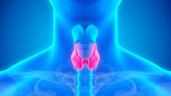 Thyroid Gland Thyroid Gland