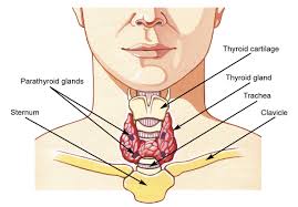 Thyroid Gland Thyroid Gland